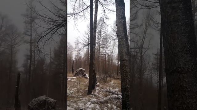 Охота на сибирскую косулю смотреть онлайн