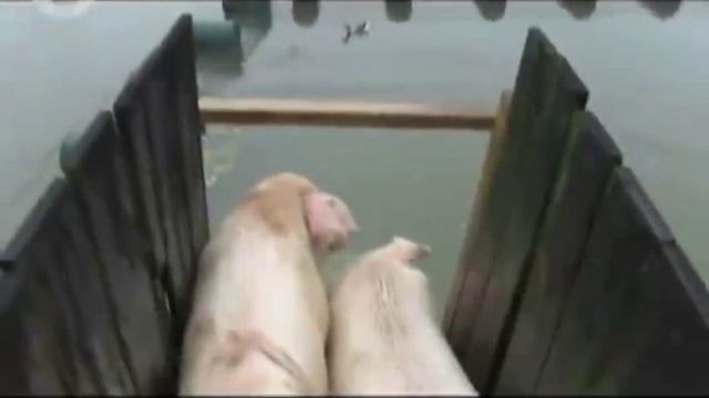 Летающие свиньи смотреть онлайн
