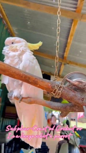 white parrot 🦜 #farmvisit#cockatoo#birdsounds #shorts смотреть онлайн