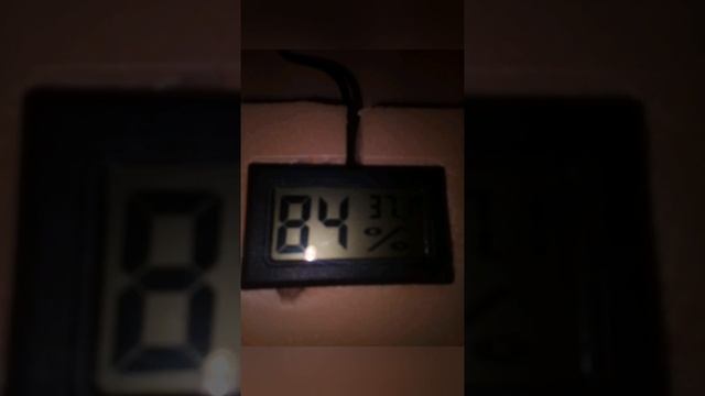 Инкубация перепелов. смотреть онлайн