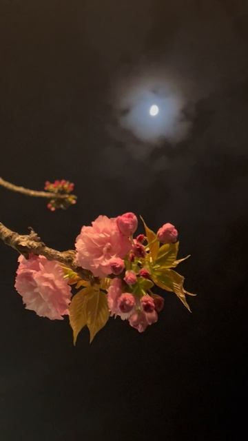 ЛУННАЯ САКУРА смотреть онлайн