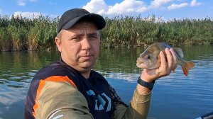 На Маныче спиннинг в дугу. Нашёл больших окуней!!!