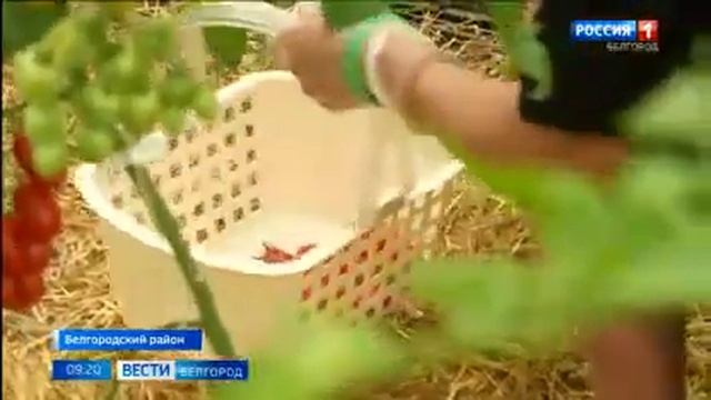 Татьяна Зенина из Белгородского района выращивает экологически чистые овощи и ягоды — ГТРК «Белгоро смотреть онлайн