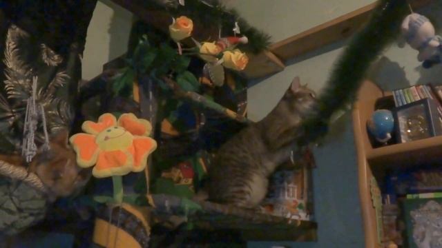 КОТИК ПОНЧИК на тренировке