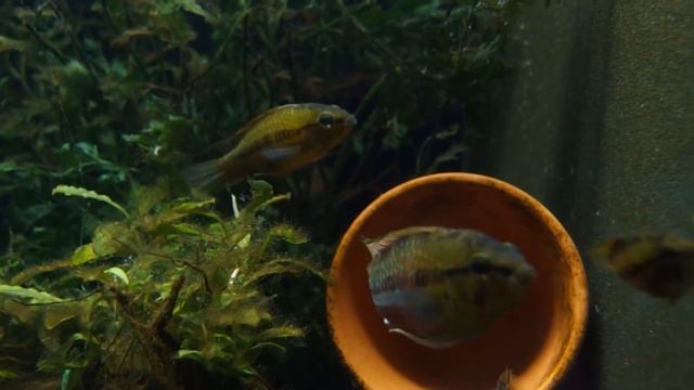 Apistogramma hongsloi смотреть онлайн