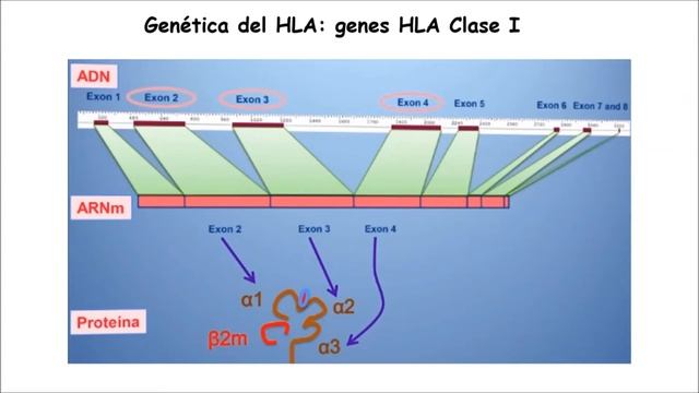COMPATIBILIDAD TISULAR смотреть онлайн