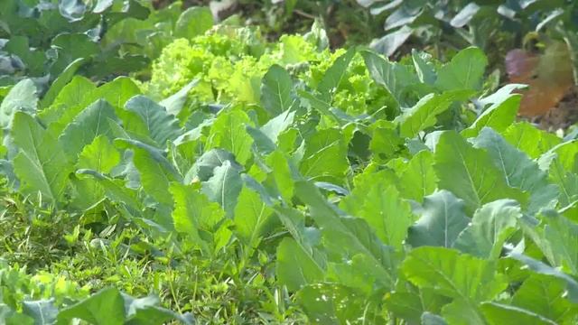 PGS Organic Vegetable Production (long version) смотреть онлайн