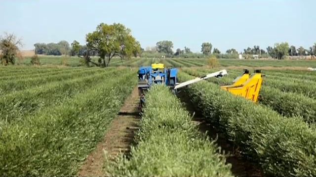 Bringing It Home - California Olive Oil смотреть онлайн