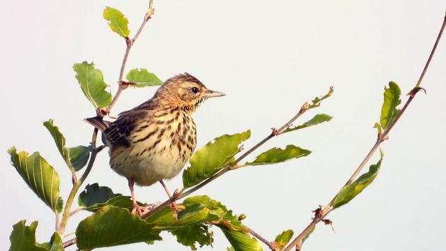 Baumpieper vor der Kamera. Tree Pipit (Anthus trivialis) observation смотреть онлайн