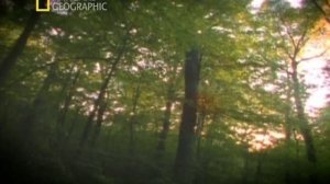 Дикий секс 5 серия «Развратники» (документальный сериал, 2005)