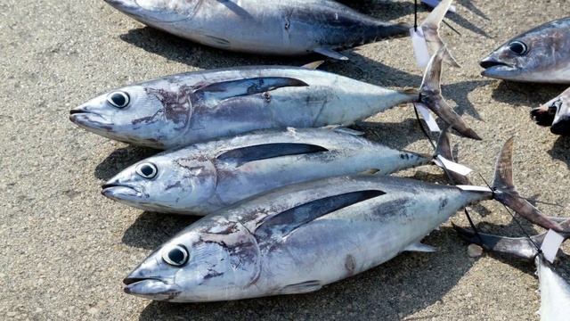 Albacore Tuna Fish Life | Very Interesting-Giant смотреть онлайн