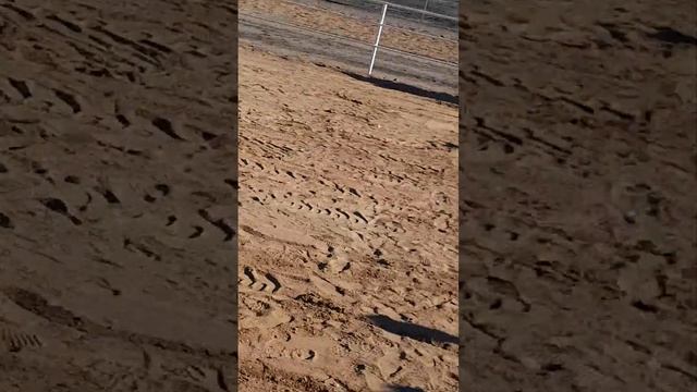 кызылорда жалагаш байге