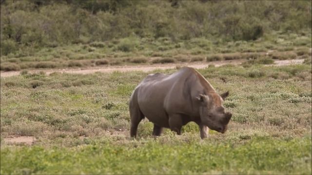 Namibia birding, wildlife and culture смотреть онлайн