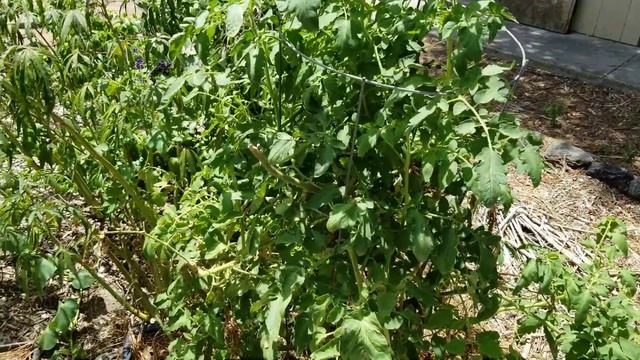 Backyard Wildflower and Vegetable Garden 5-year Update, August 2020 смотреть онлайн