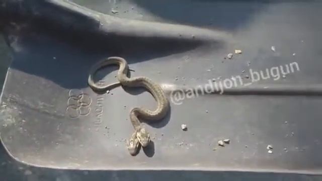 андижонда икки бошли илон тез коринг🪱🪱🪱