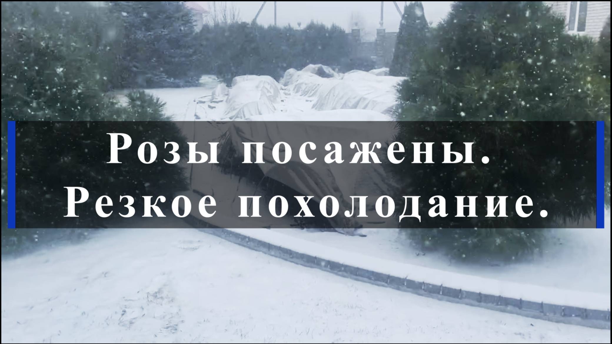 Розы посажены. Резкое похолодание. смотреть онлайн