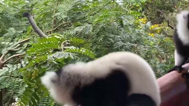 МАДАГАСКАР, 2024. Палмариум. Руконожки и Митрофан. Обзор самого дорогого бунгало. 6 СЕРИЯ смотреть онлайн