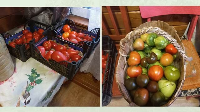 Томаты смотреть онлайн