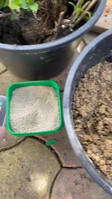 Крупнолистная гортензия-посадка, удобрение для гортензии.саженцы гортензии в наличии 8-918-105-60-6 смотреть онлайн