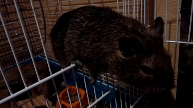 Дегу Афанасий смотреть онлайн