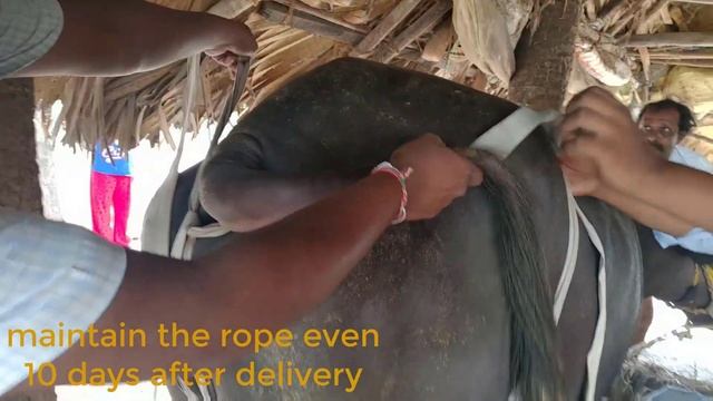 PREVENTION IS BETTER THANT TREATMENT _ PROLAPSE IN BUFFALOES, POP IN SPRAY AND ROAP APPLICATION смотреть онлайн