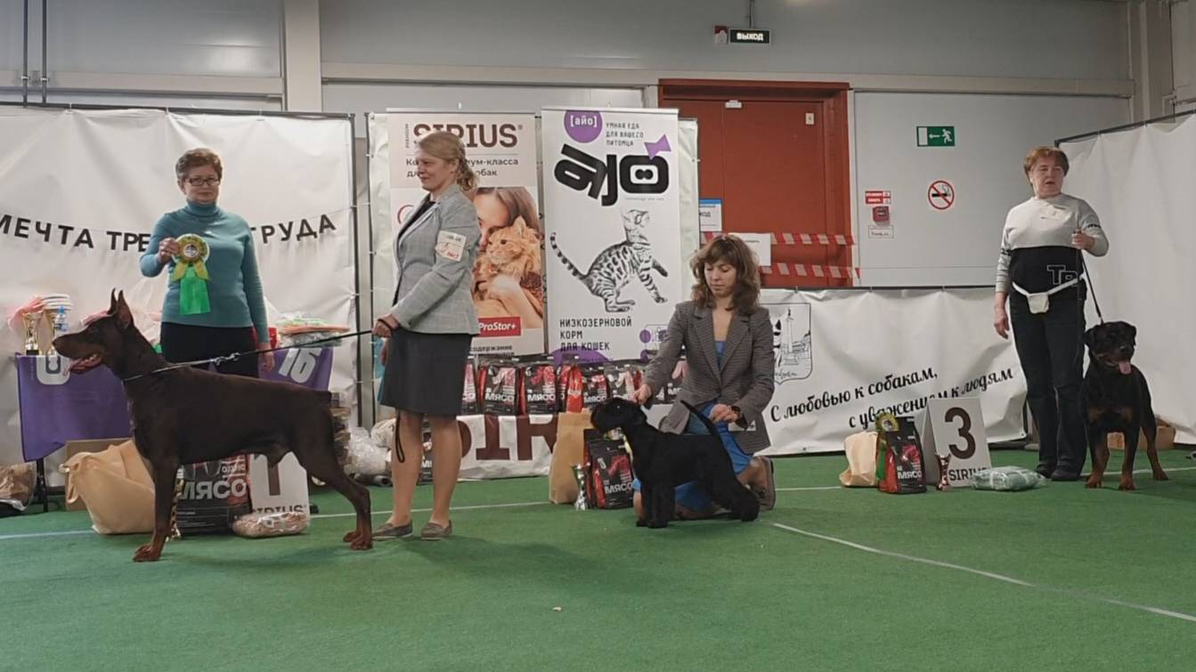 05.04.2025, СПб. Клуб "КАС-1" (РКФ, РФСС). Выставка собак САС 2 группы FCI смотреть онлайн