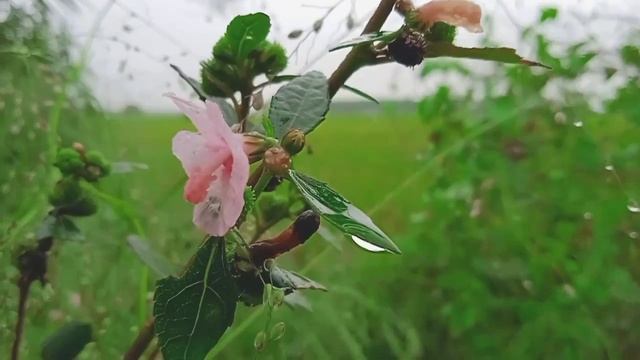 Morning Flower 🌺 Video 📸 2022 смотреть онлайн