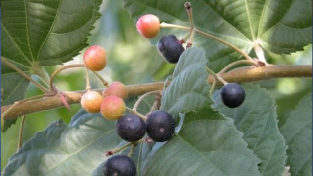 Falsa Fruit Benefits - Best Falsa JUICE Recipe? - Facts about Grewia fruit - Soban Attari смотреть онлайн