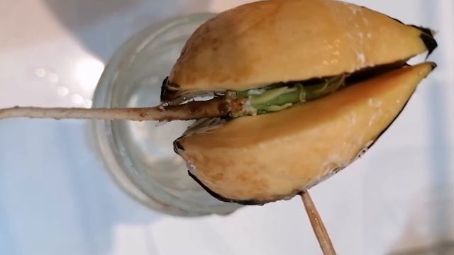 Kako se uzgaja Avokado 🥇 Like Subscribe 🙋 смотреть онлайн