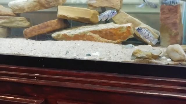 Labeotropheus Trewavasae Moved to 90 смотреть онлайн