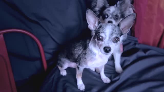 СОБАКИ БЛОГЕРЫ | ПОХИТИТЕЛЬ | СЕРИАЛ ПРО СОБАК 3 серия смотреть онлайн