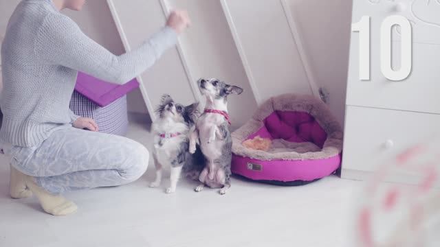 КОГО СОБАКА ЛЮБИТ БОЛЬШЕ?! КАК ПОНЯТЬ?! смотреть онлайн