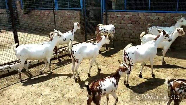 Barbari pure breed females for sell In Mathura смотреть онлайн