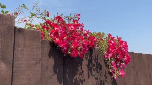 Climbing Rose 'Libertas' - flowers & leaves - June 2023