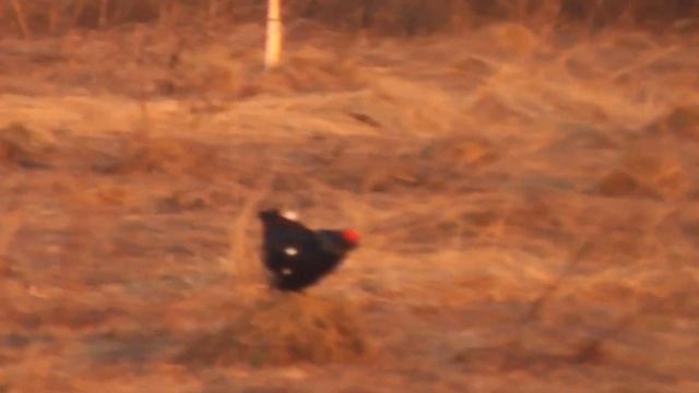 Вот она весна , настоящая !!! смотреть онлайн