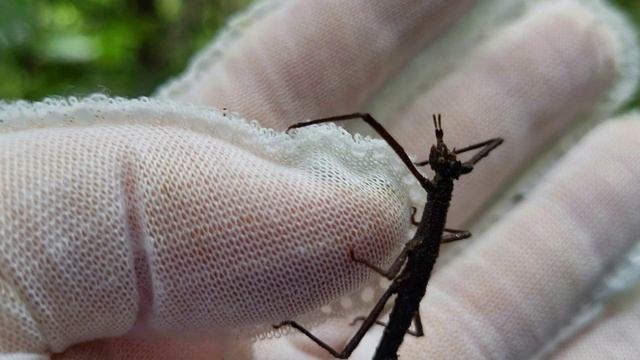 МАДАГАСКАР, 2024. Зачем идти в лес Марумизаха и кого там можно найти. 10 СЕРИЯ смотреть онлайн