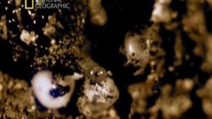 Дикий секс 6 серия «Извращенцы» (документальный сериал, 2005)