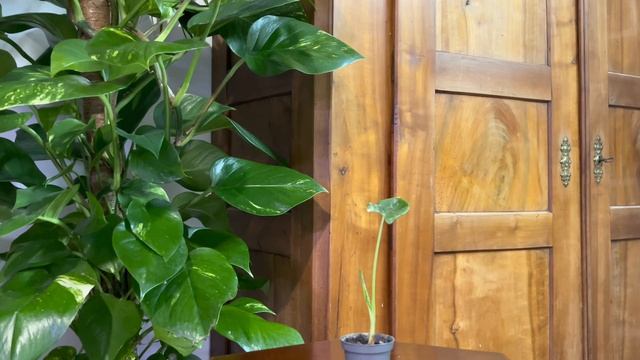 NOWE ROŚLINY #EPIPREMNUM #alokasia #roślinydomowe #rośliny #philodendron #anthurium смотреть онлайн