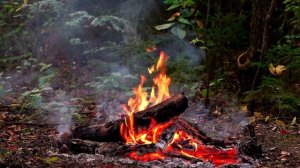 🔥 Костер ночью в лесу