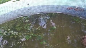 Выращивание личинки карпа. 2-й день