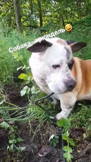 #dog #собака #друг #смех #юмор #деревня #животные #рекомендации #песня #хочу #краснодарскийкрай смотреть онлайн