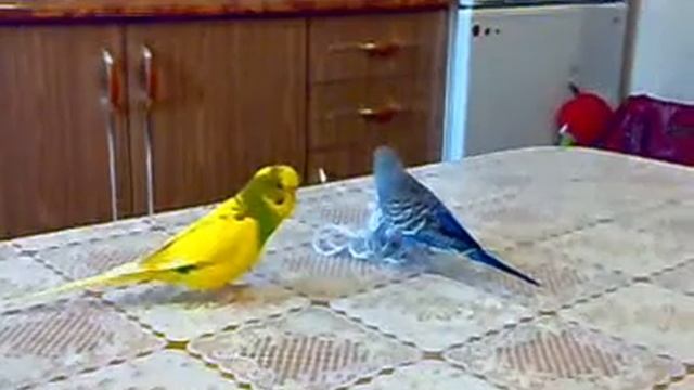 Попугайчики