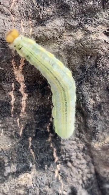 Moth climbs tree || #short #iphonese2020 смотреть онлайн