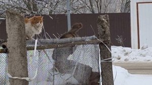 Коты наступают весной... А раньше бы разбежались в разные стороны )))