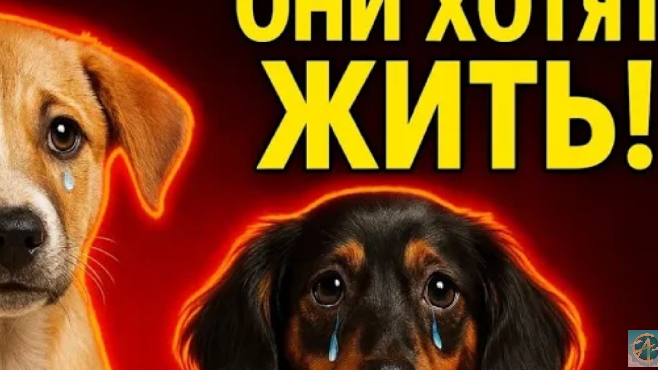 НУЖНА ОГЛАСКА! МАКСИМАЛЬНО РЕПОСТ И ПРОСМОТРОВ ВИДЕО ДО КОНЦА.