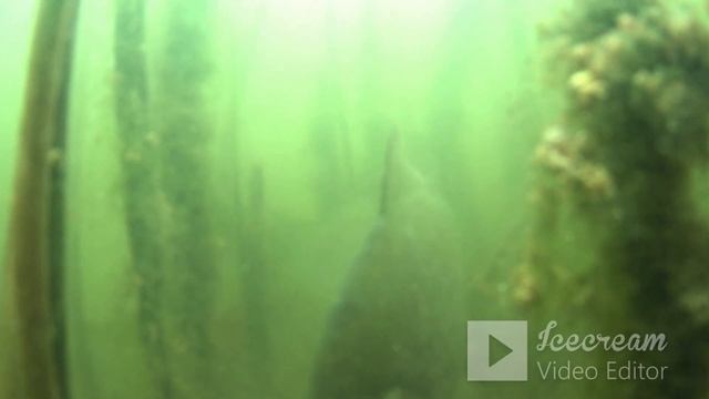 САЗАН ЖИВЁТ в КАМЫШЕ I SỐNG CÁ CÁ CHÉP Ở KAMYSH смотреть онлайн