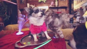 ДЕНЬ РОЖДЕНИЯ СОБАКИ ЧИХУАХУА СОФИ | МНОГО СОБАК, ПОДАРКИ, СОБАЧИЙ ТОРТ