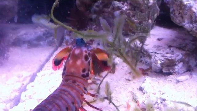 Odontodactylus Scyllarus