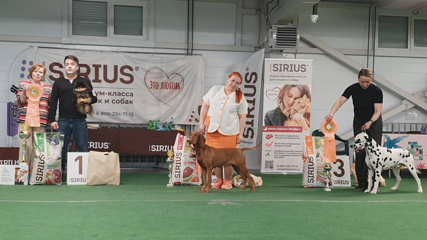 05.04.2025, СПб. Клуб "КАС-2" (РКФ, РФСС). Выставка собак всех пород "ОГНИ ПЕТЕРБУРГА" (САС, ЧФ) смотреть онлайн