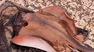 Партенит. Лучшая Морская Рыбалка Ночью . Трофейный Морской Кот. Подсаки Рвуться и Трещат.